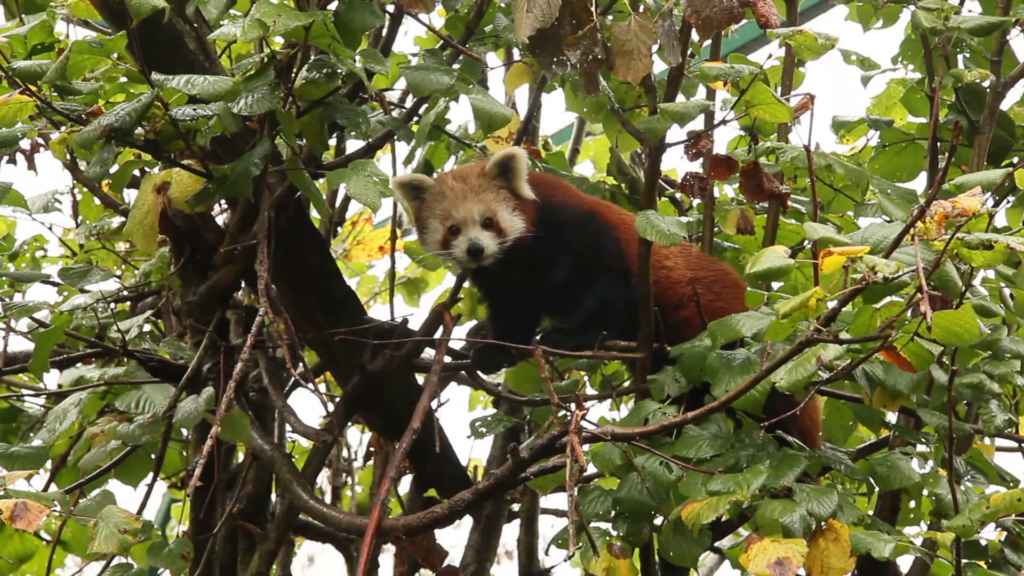 Rote Panda Familie im Linzer Zoo