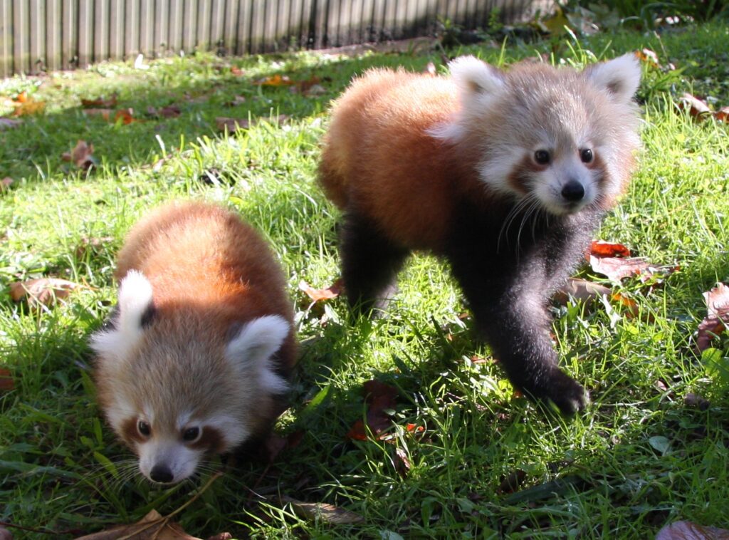 Rote Pandas Nachwuchs Baby Babies Red Panda Hamilton Zoo