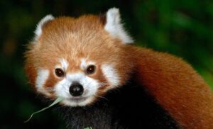 roter panda fußball fortuna köln