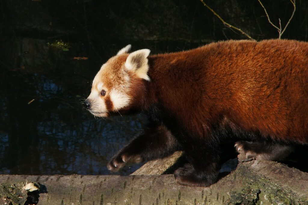 Roter Panda