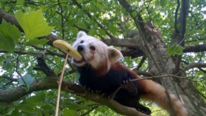 Rote Pandas Medical Training Zoo Neuwied Foto: Max Birkendorf