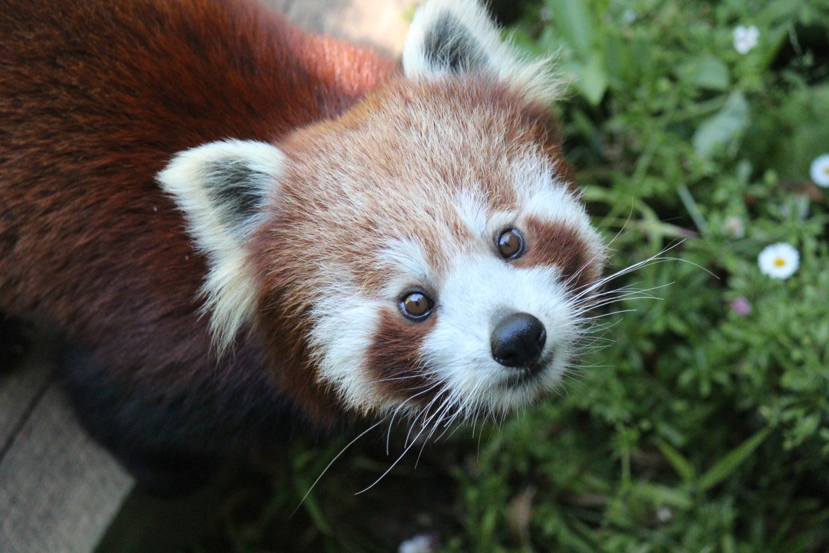 Red Panda Sundar Photo Wellington Zoo