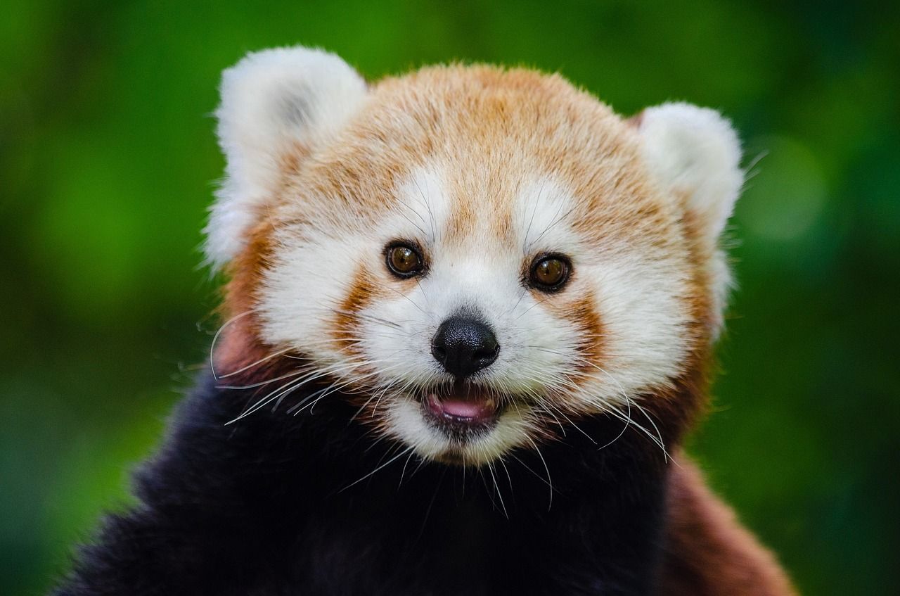 Sorry, Red Pandas aren't pets