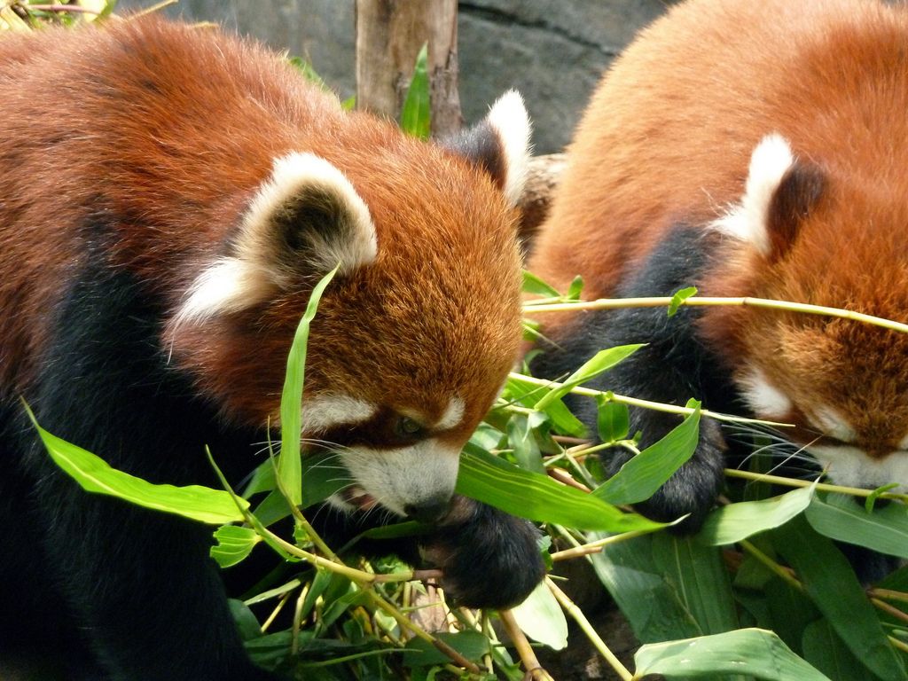 Red Pandas at Ocean Park, Hong Kong by grapegravity Red Panda Ocean Park photo