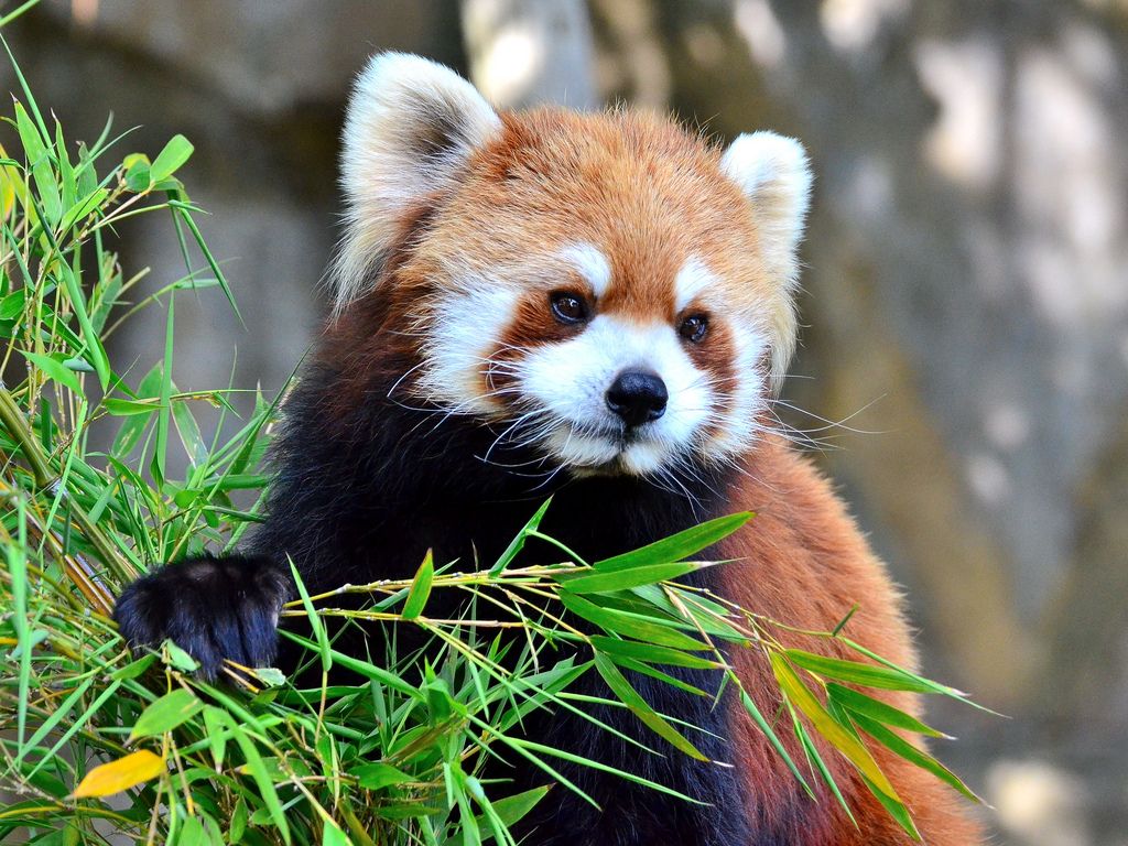 Warum Rote Pandas manchmal Fleisch essen - Red Pandazine