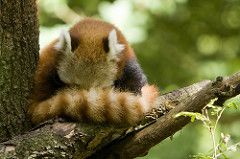 Red Panda FORT! by fiskfisk red panda hide photo