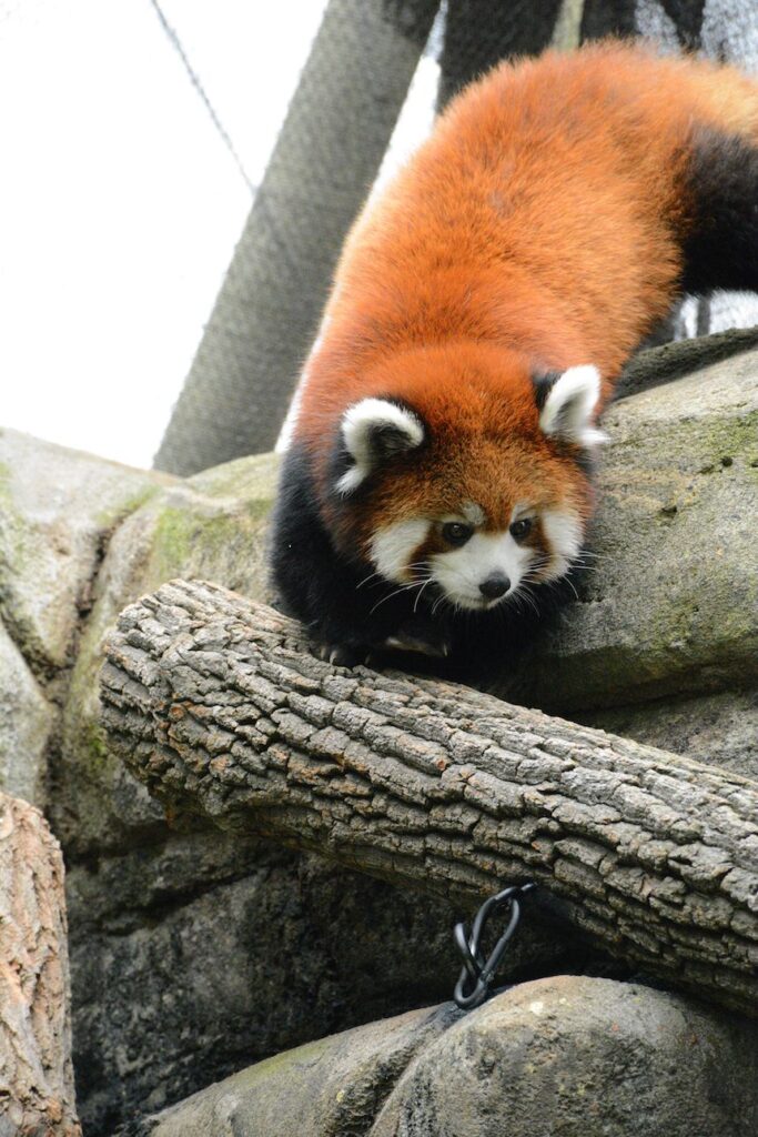 Red Panda Greensboro Science Center