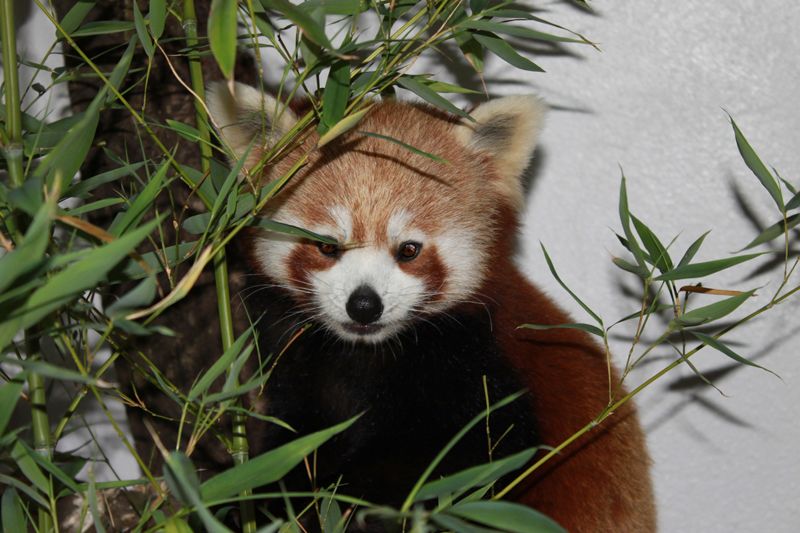 roter panda pang zoo halle