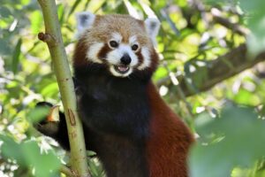Roter Panda Mahalia Foto: Tiergarten Schönbrunn/Norbert Potensky