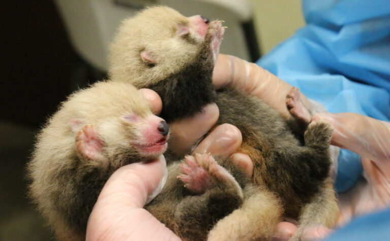 Rote Panda Babys Foto Chattanooga Zoo