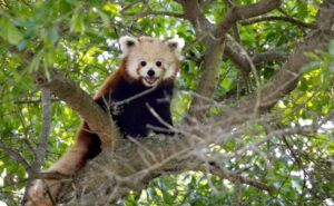 roter panda masu virginia zoo