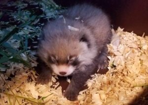 rote pandas baby zoo