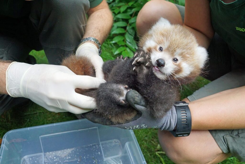 roter panda red panda zoo dresden
