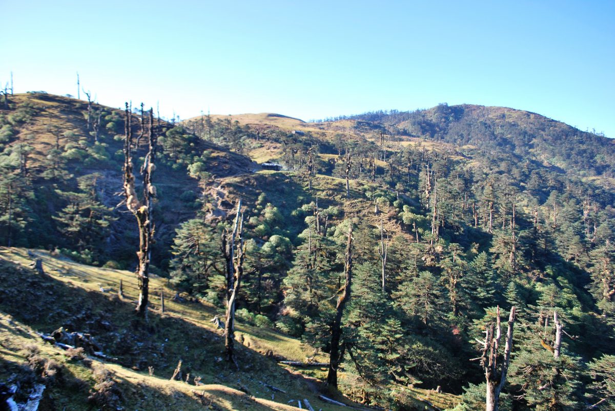 red panda habitat wildfire