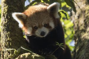 kleiner panda roter panda doku axel gebauer nepal himalaya das erste