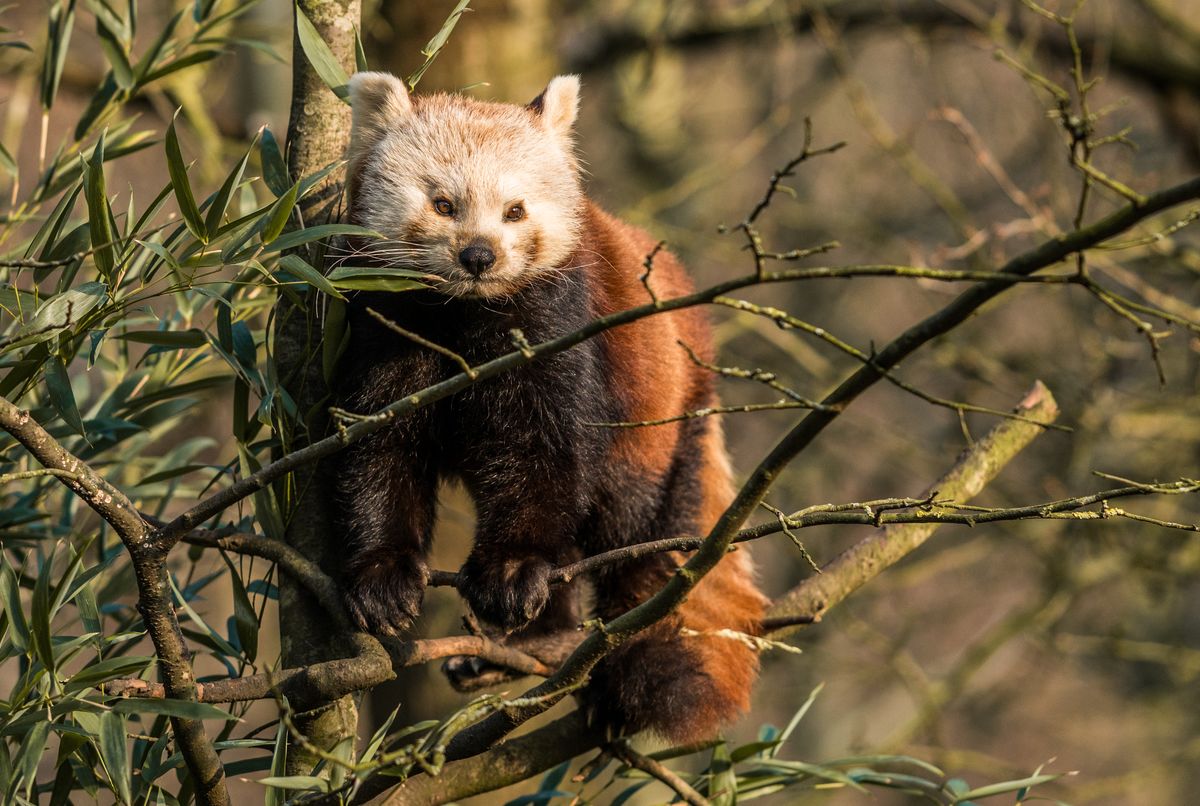 roter panda auktion foto zoo hannover 2