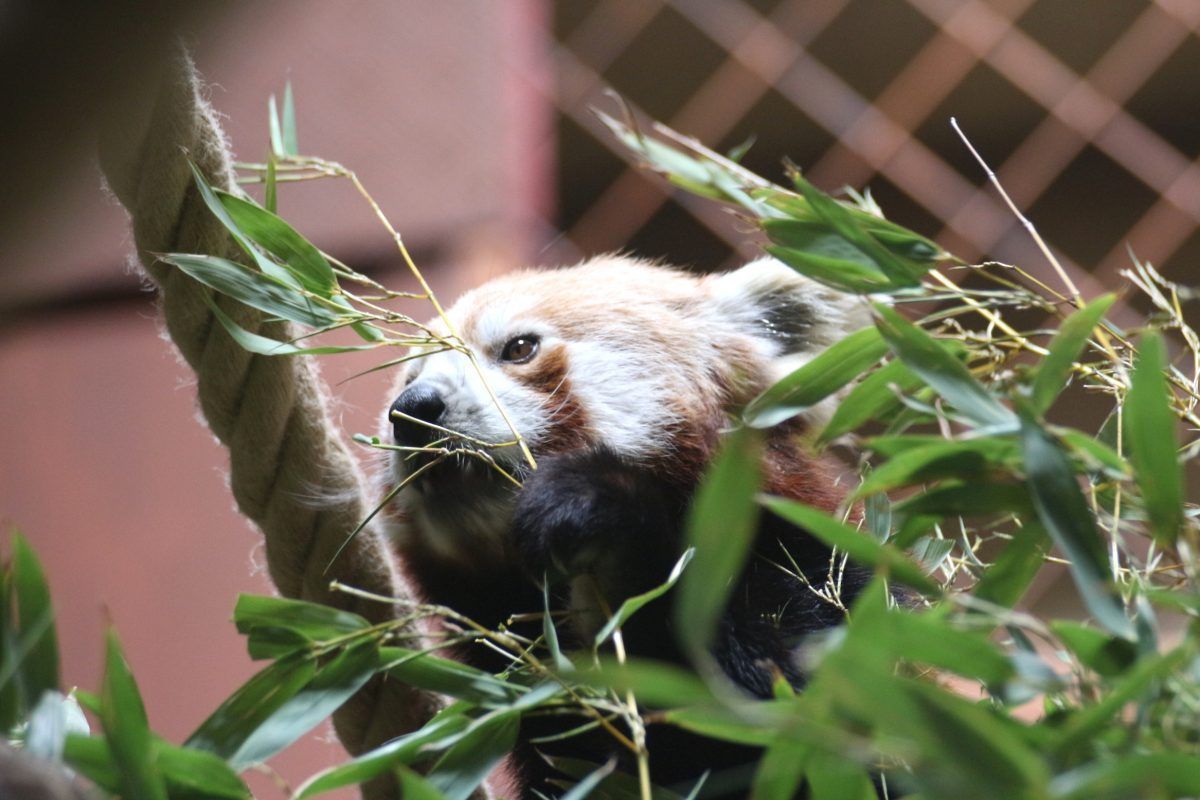 roter panda pong zoo osnabrück