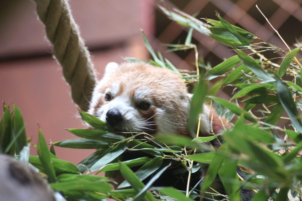 Zoo Osnabrück Roter Panda