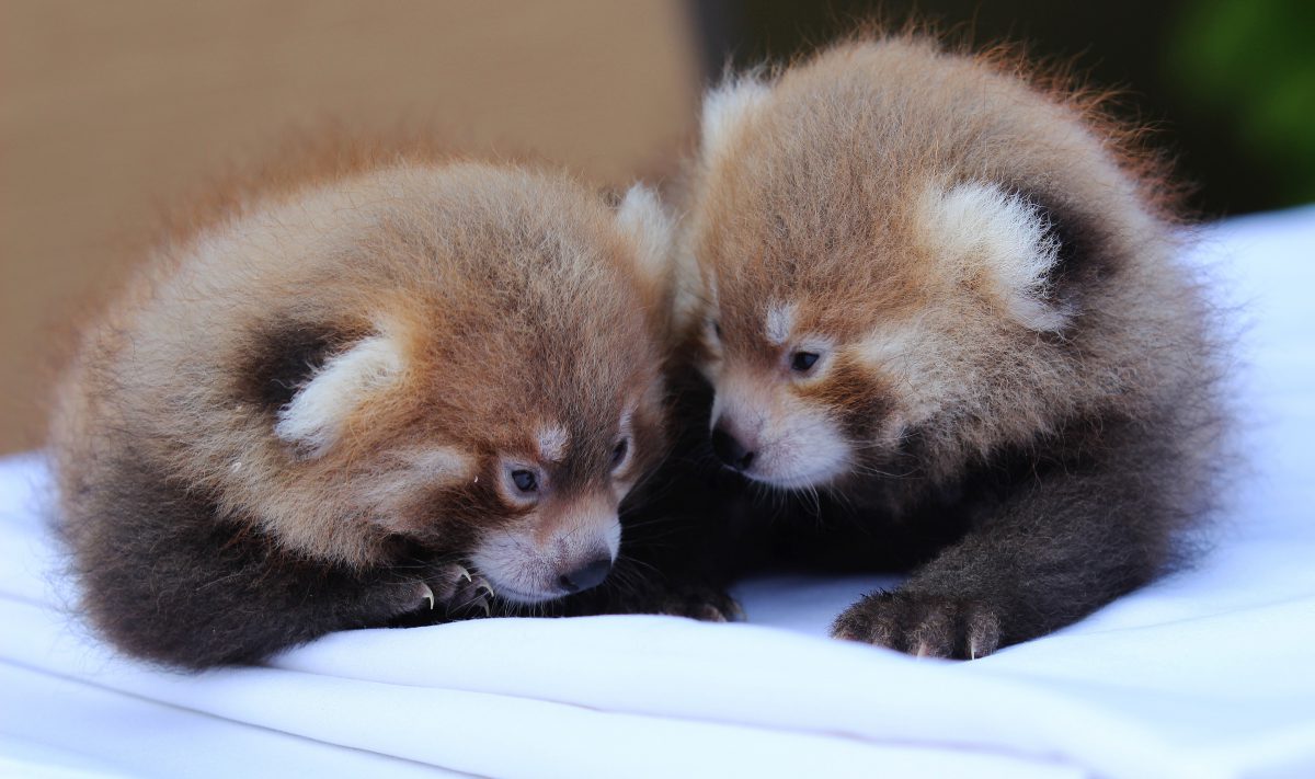 Rote Pandas Baby Der Rote Panda Aus S dostasien Im Portrait