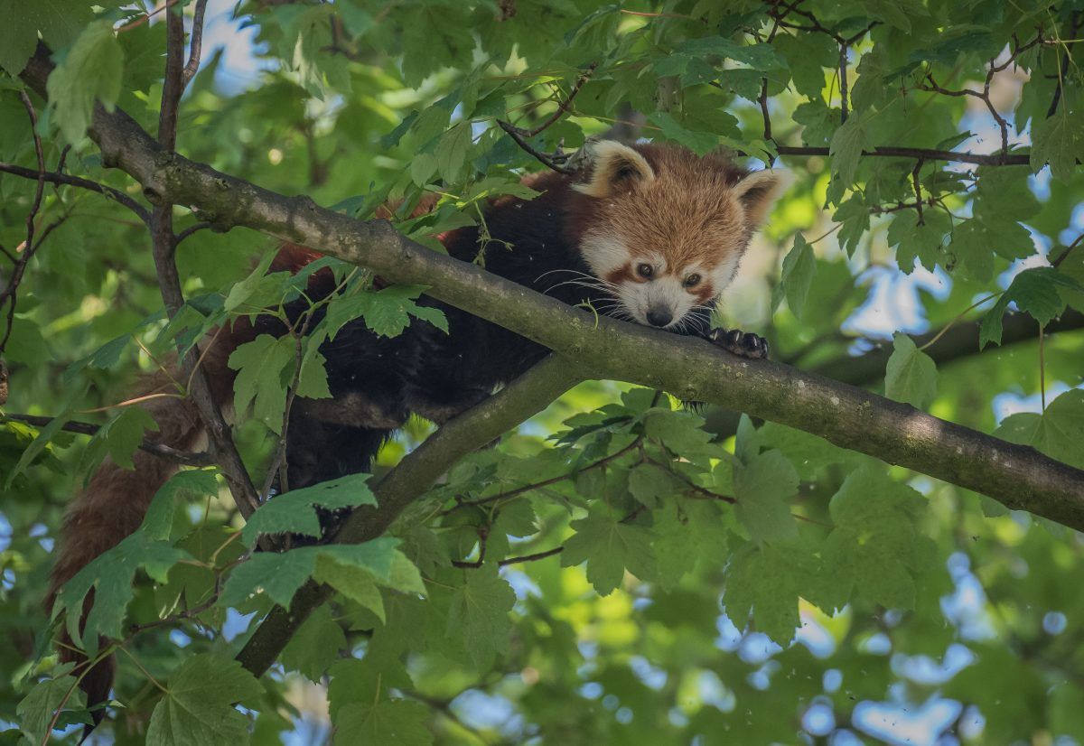 red panda koda chester zoo