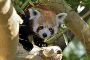 roter panda manjul tiergarten schönbrunn