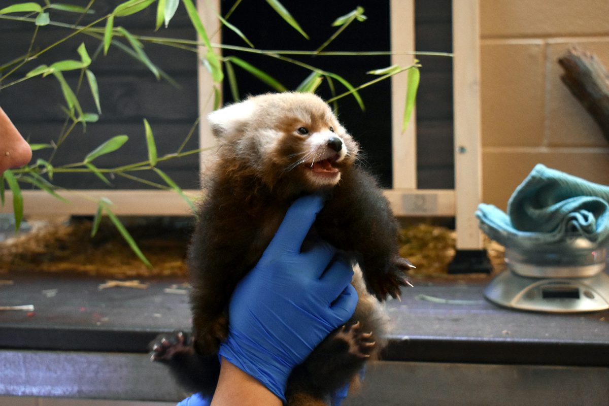 Red Panda twins born at Virginia Zoo - Red Pandazine