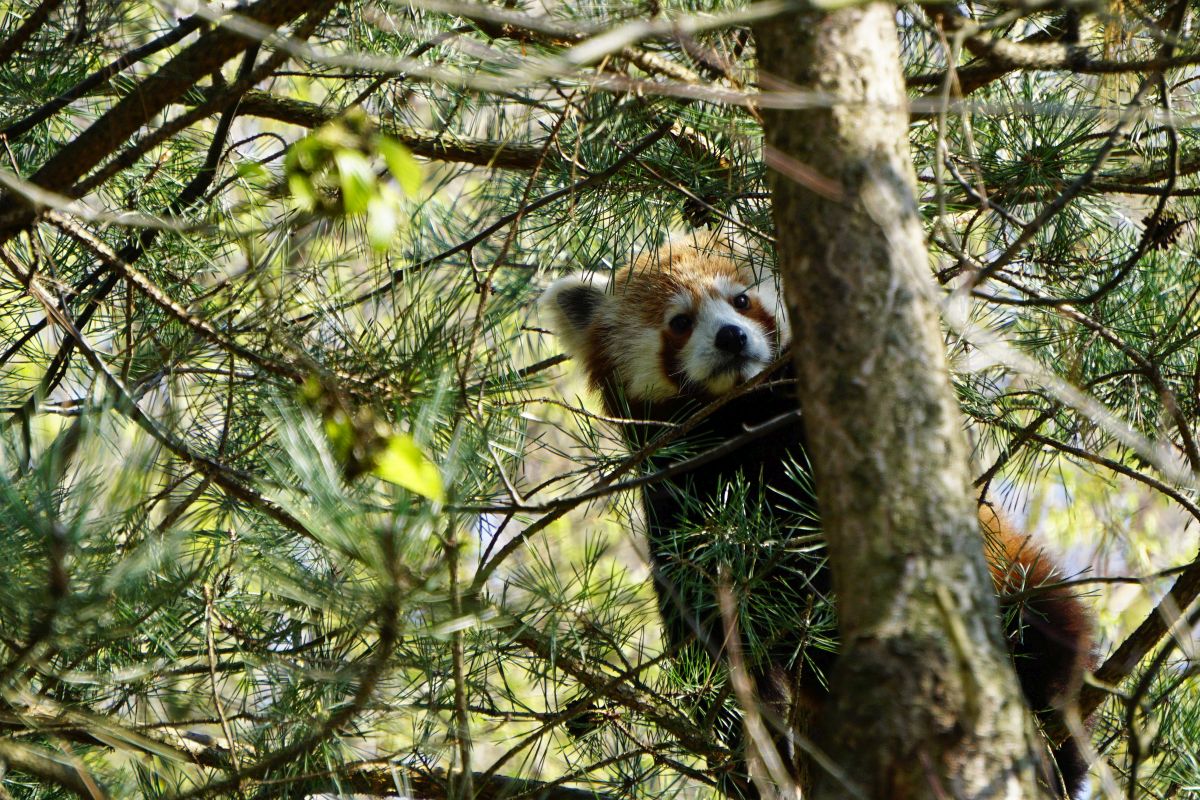 roter panda flin erlebnis-zoo hannover