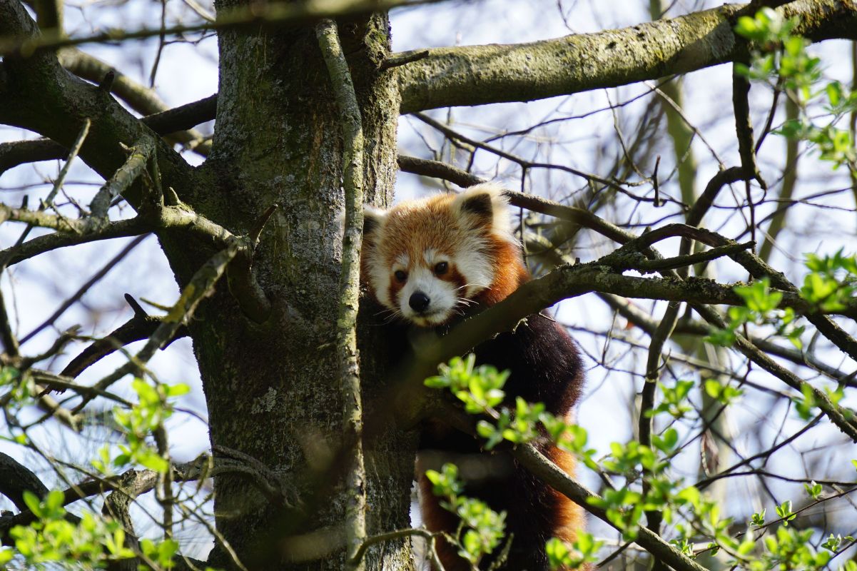 roter panda flin erlebnis-zoo hannover