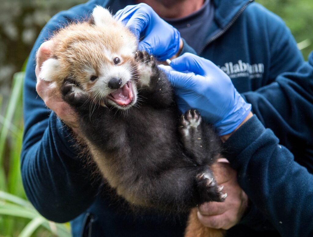 a person holding a small animal
