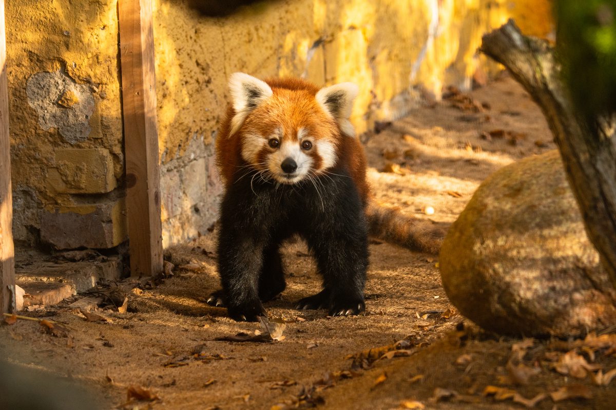 Roter Panda Polly Zoo Schwerin