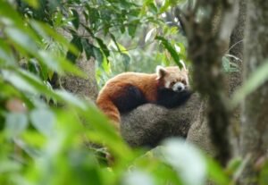 red panda india