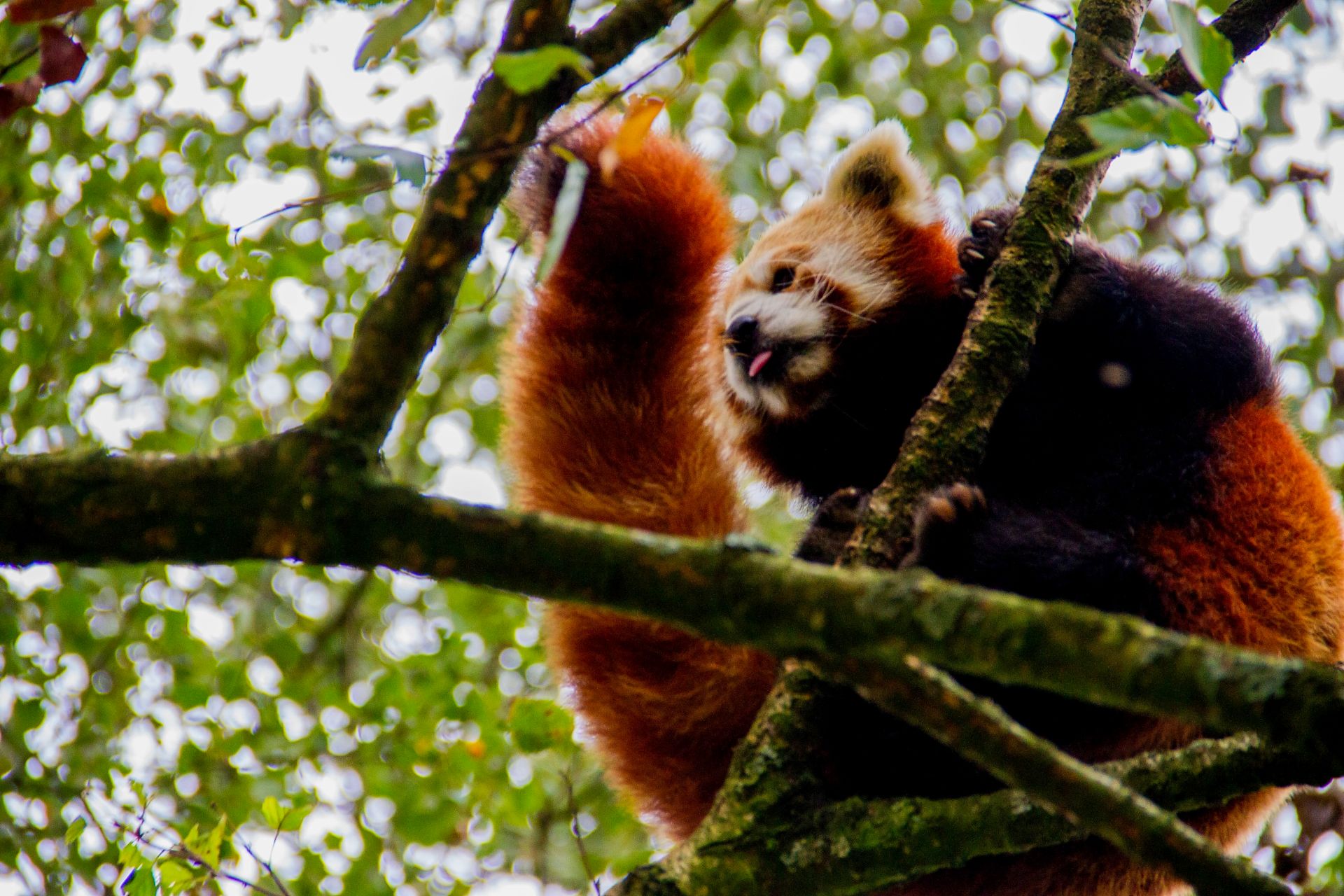red panda tree textbook nepal