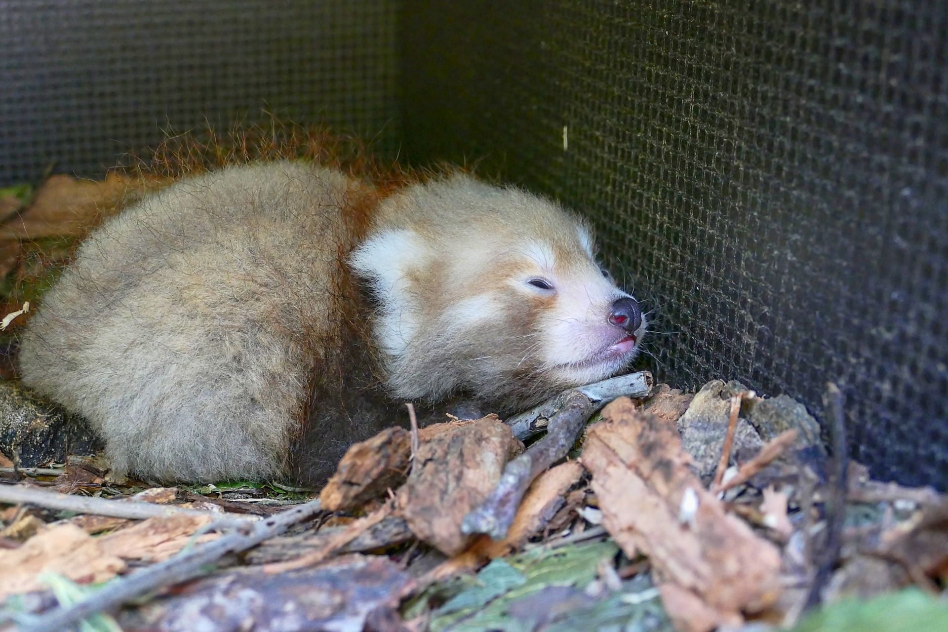Zoo Heidelberg: Erster Pandanachwuchs seit fast 20 Jahren