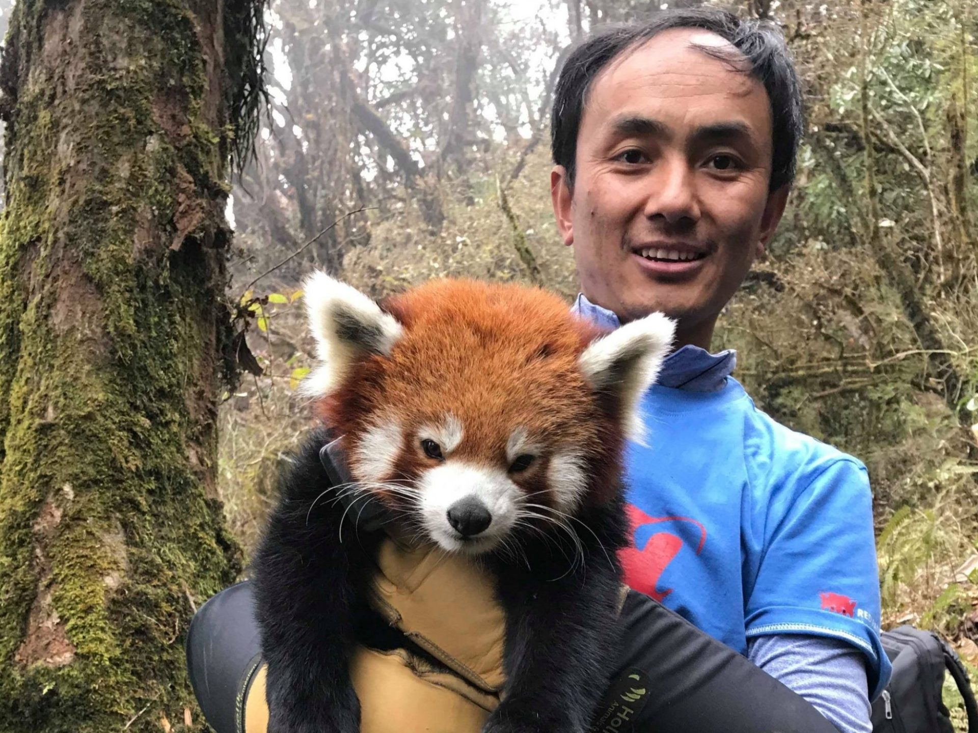 sonam lama whitley award red panda