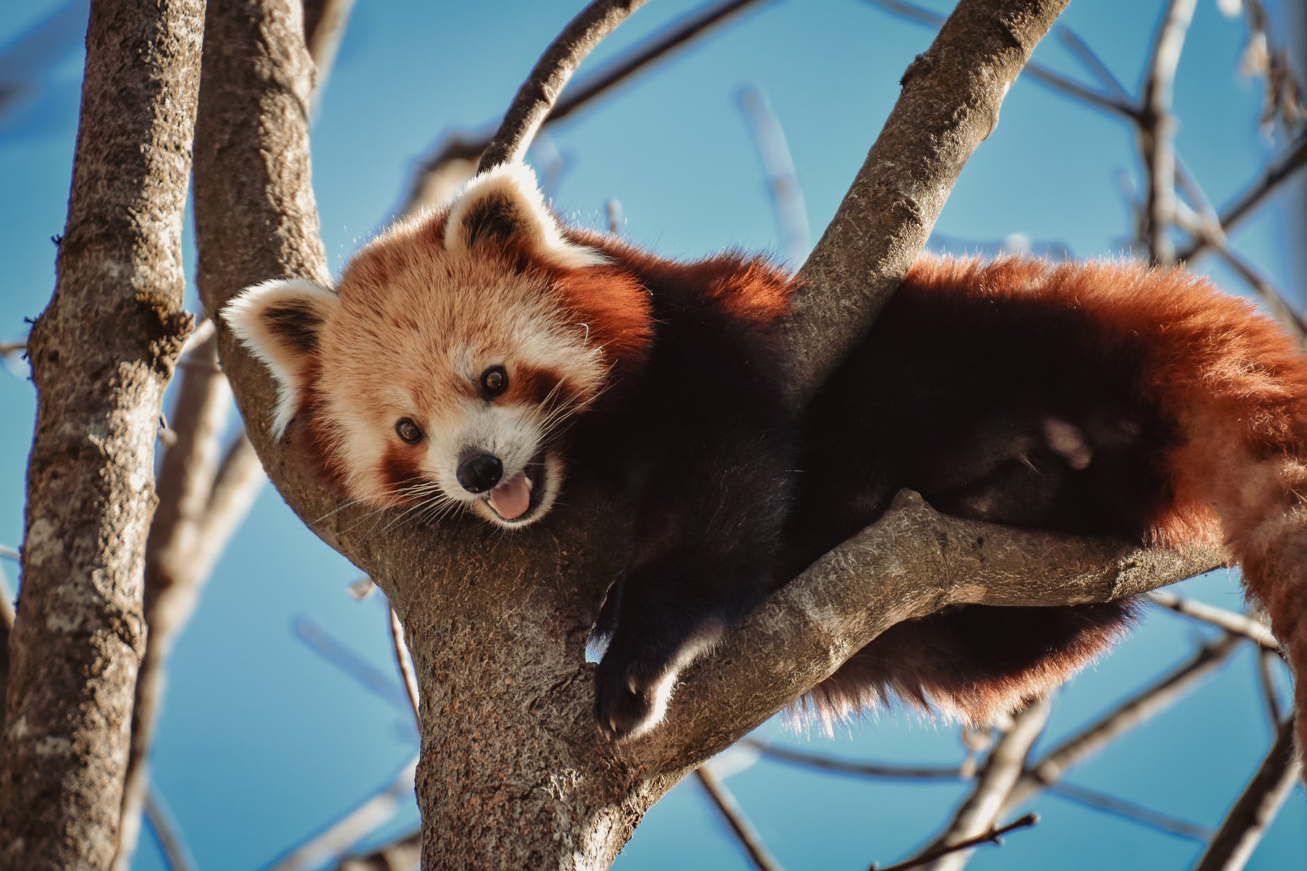 red panda predators and prey