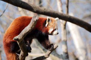 A red panda viewed from the side climbing a branch.