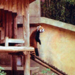 a red panda climbing up a staircase