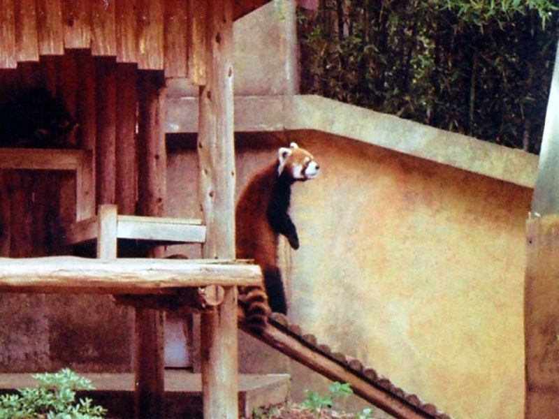 a red panda climbing up a staircase