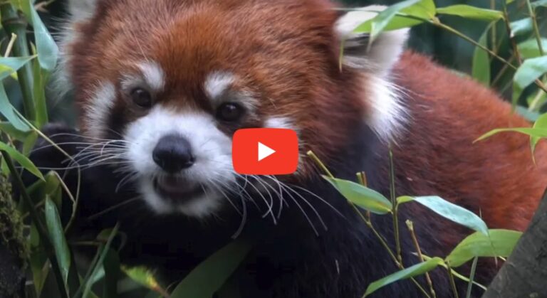 A screenshot of a Moshu video showing the Red Panda
