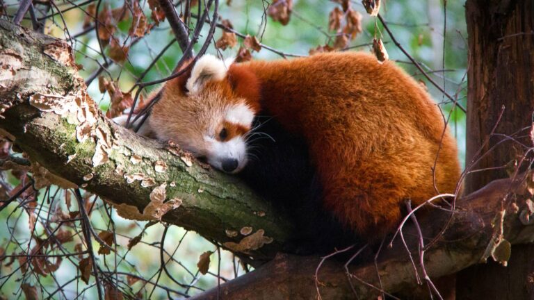Conservation of Red Panda