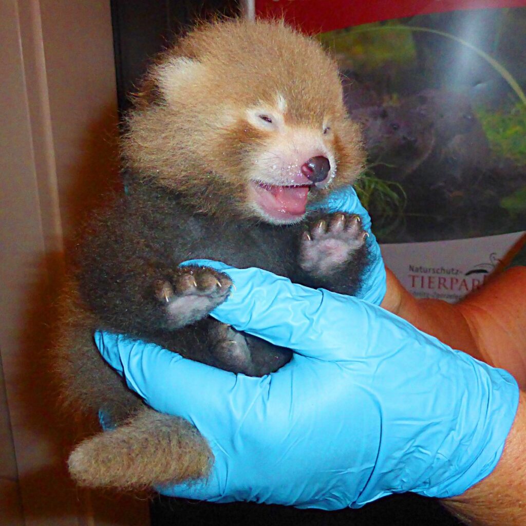 23. Roter Panda im Naturschutz-Tierpark Görlitz-Zgorzelec geboren - Red