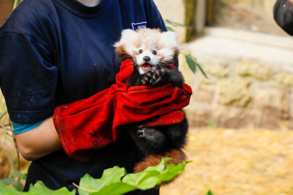 Red Panda Roxie, held with two hands in red gloves.