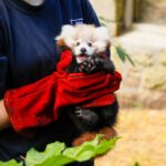 Red Panda Roxie