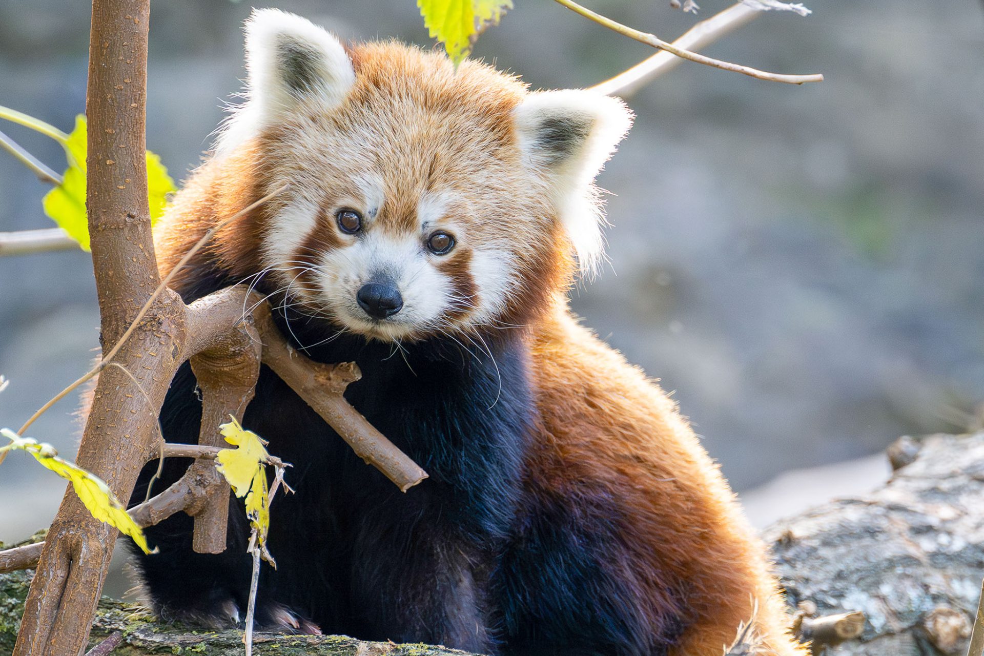 New Home For Red Pandas At Zoo Sch nbrunn In Vienna Red Pandazine
