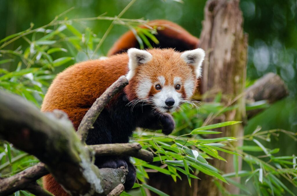 orange black animal on tree branch