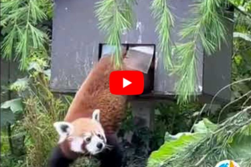 a red panda walking on a box