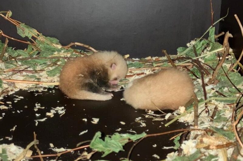 Two Red Pandas Born at GaiaZOO