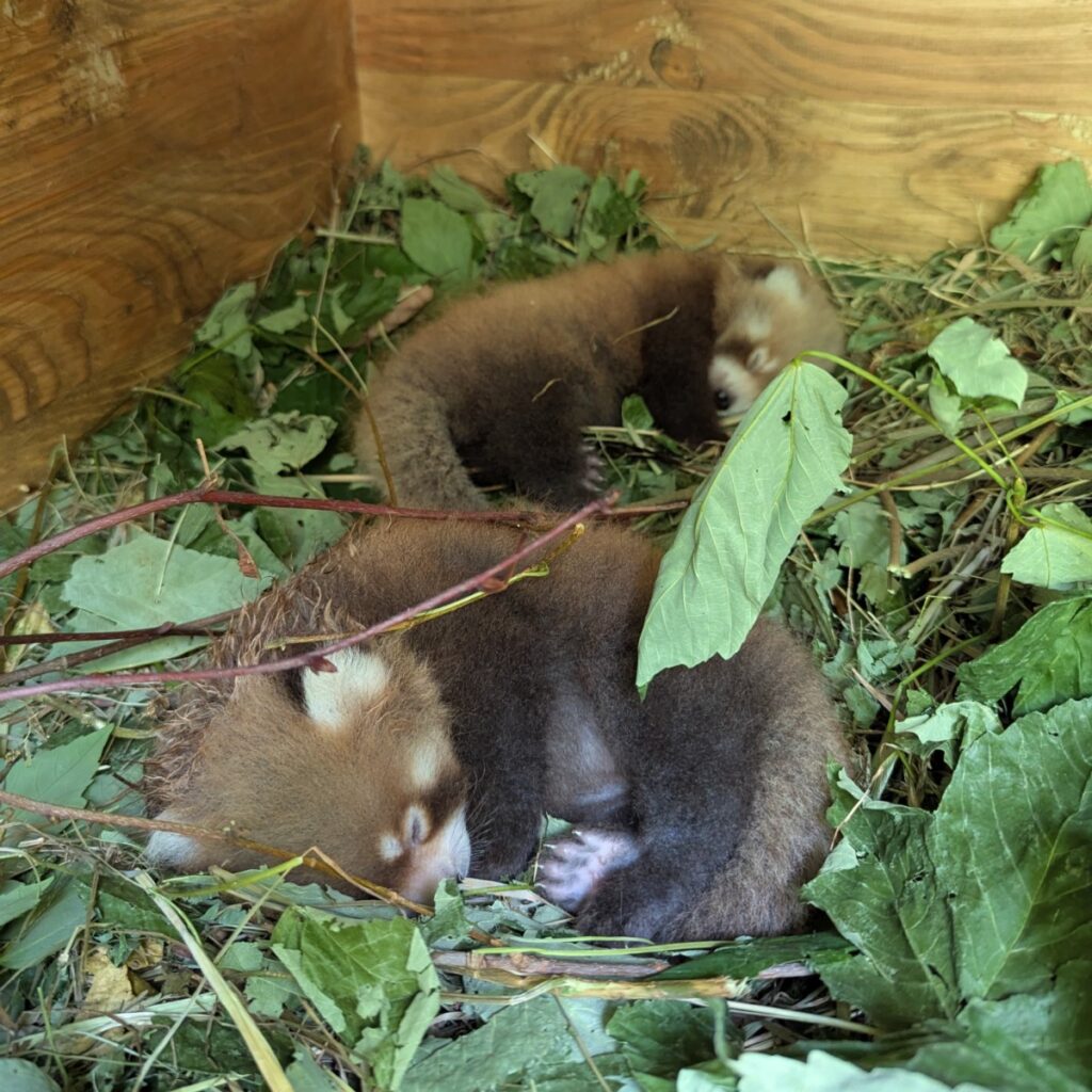 Zwei Rote-Panda-Babys liegen in der Schlafhöhle