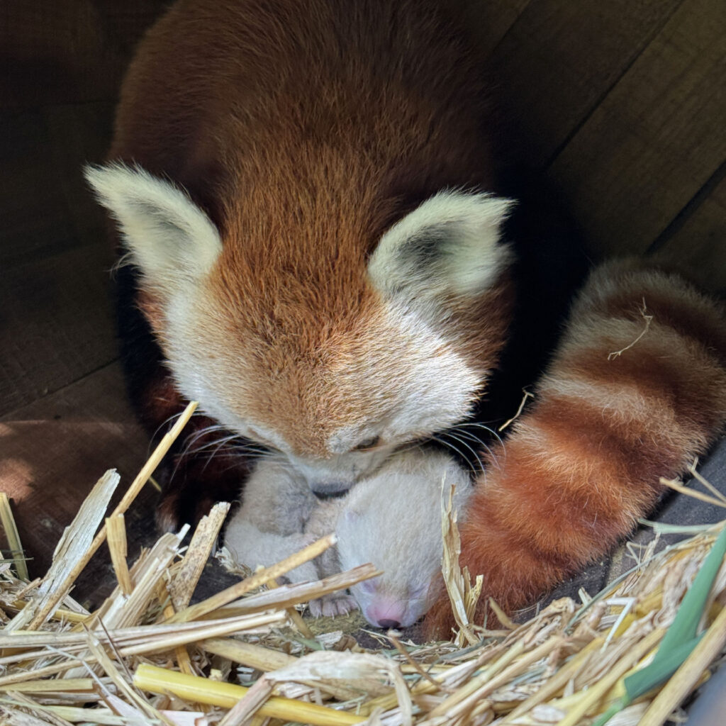 Pandamutter Laya in der Nistbox, sie leckt das Fell des kleinen Jungtiers sauber.