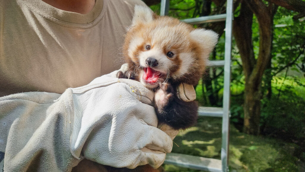 Das Gesicht eines Pandajungtiers. Es wird für die Untersuchung gehalten und hat das kleine Maul offen.